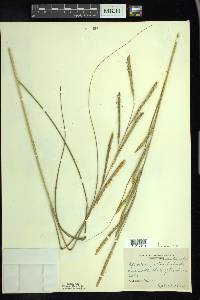 Spartina pectinata image