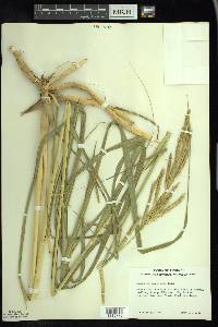 Spartina pectinata image