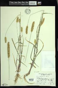 Setaria pumila image