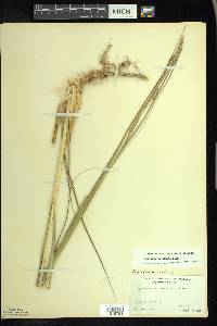 Spartina pectinata image