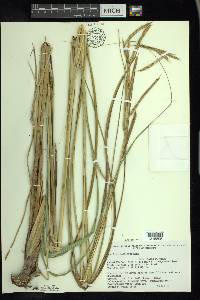 Spartina pectinata image