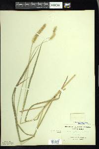 Setaria pumila image