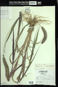 Setaria viridis var. major image