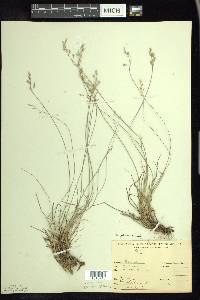 Poa glauca image