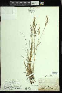 Poa glauca image