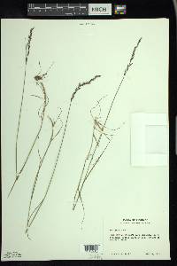 Poa glauca image