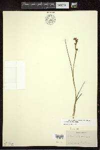 Scheuchzeria palustris image