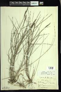 Spartina patens image