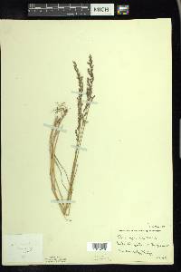 Poa glauca image