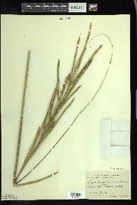 Spartina pectinata image