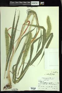 Setaria viridis var. major image