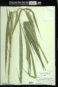 Setaria faberi image