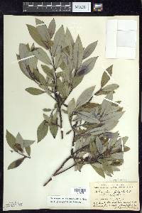 Salix myricoides image