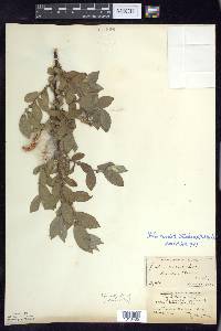 Salix cordata image