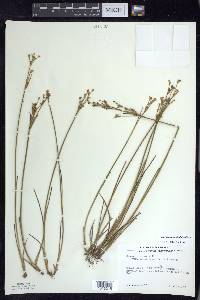 Juncus alpinoarticulatus image