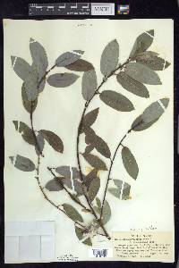 Salix myricoides image