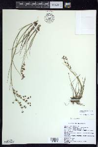 Juncus articulatus image