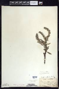 Salix myricoides image