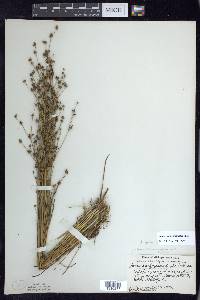 Juncus alpinoarticulatus image