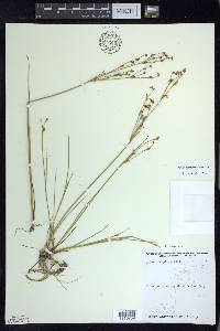 Juncus alpinoarticulatus image