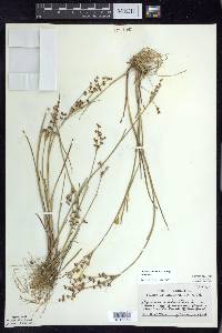 Juncus articulatus image