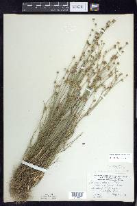 Juncus alpinoarticulatus image