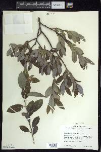 Salix myricoides image