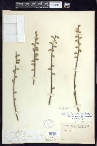 Salix humilis var. tristis image