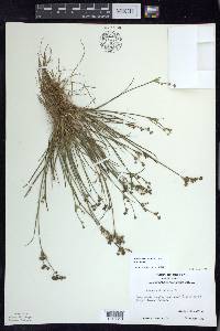 Juncus articulatus image