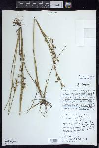 Juncus alpinoarticulatus image