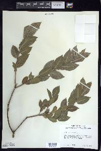 Salix cordata image