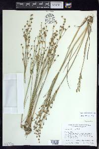 Juncus alpinoarticulatus image