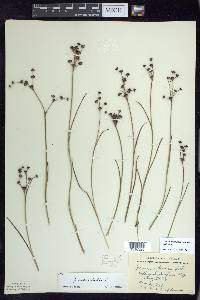 Juncus articulatus image