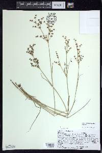 Juncus articulatus image