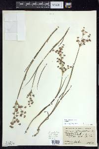 Juncus articulatus image