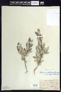 Salix myricoides image