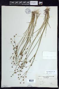 Juncus alpinoarticulatus image