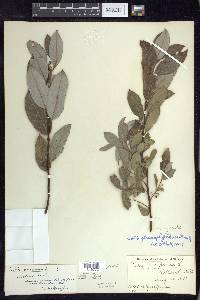 Salix myricoides image