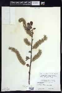 Salix discolor var. overi image