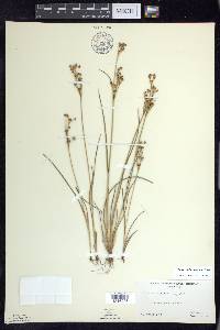 Juncus alpinoarticulatus image