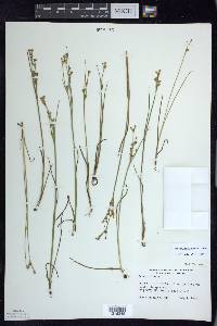 Juncus alpinoarticulatus image