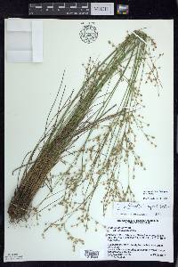 Juncus anthelatus image