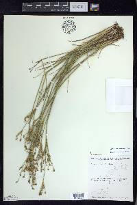 Juncus alpinoarticulatus image