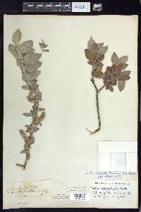 Salix cordata image