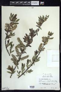 Salix myricoides image