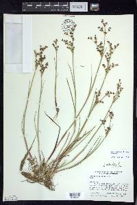 Juncus articulatus image