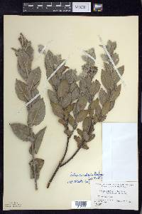 Salix cordata image