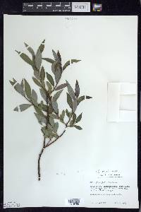 Salix myricoides image