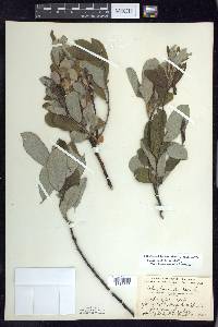 Salix humilis var. keweenawensis image