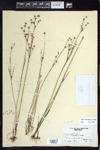 Juncus alpinoarticulatus image